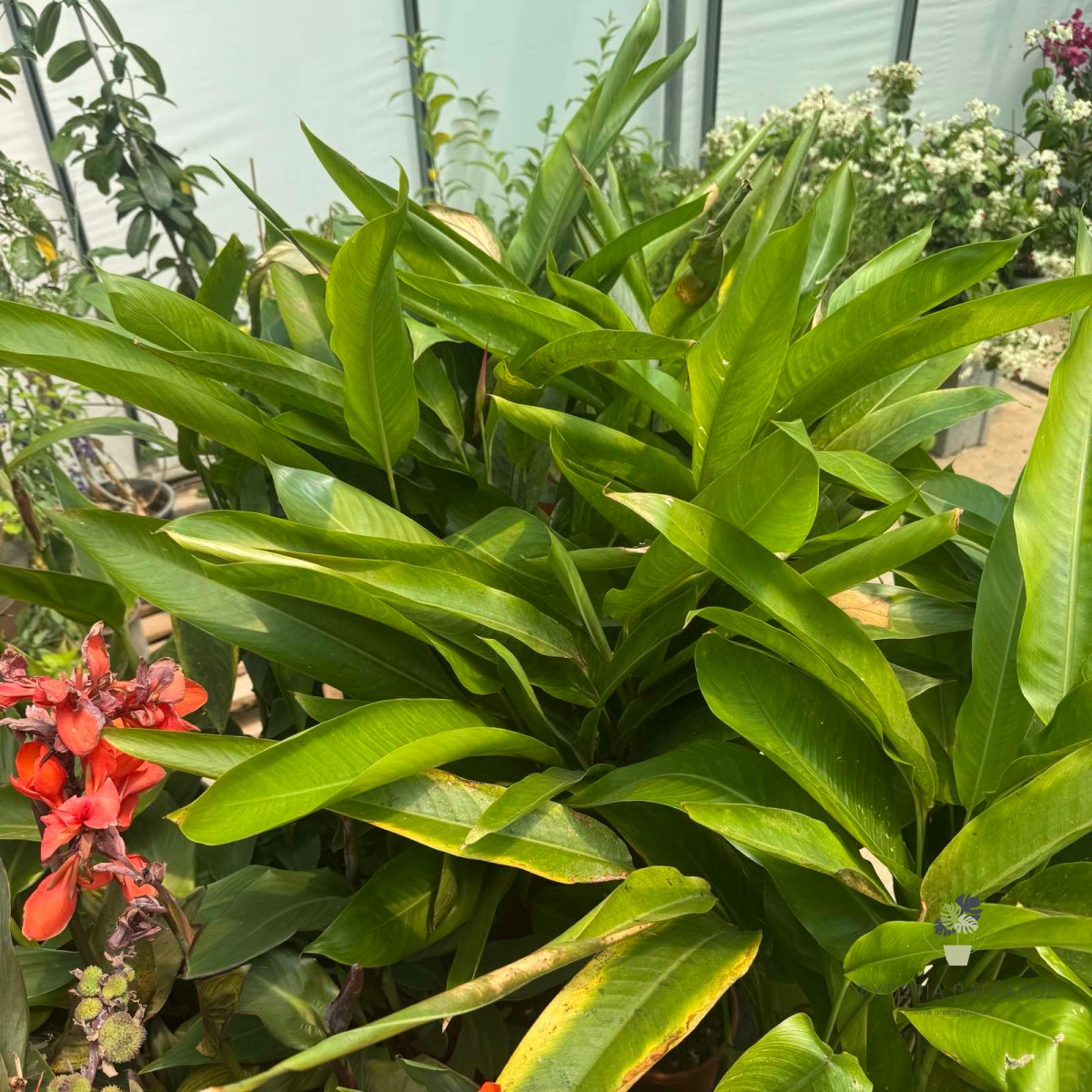 Ελικόνια (Heliconia spp.) | Εξωτικό Τροπικό Φυτό με Εντυπωσιακά Άνθη - 2
